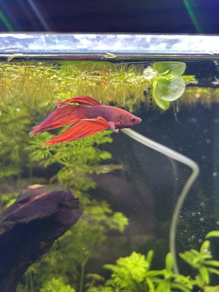 Male Red Veiltail Betta