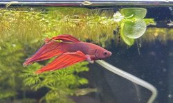 Photo 3 of Male Red Veiltail Betta