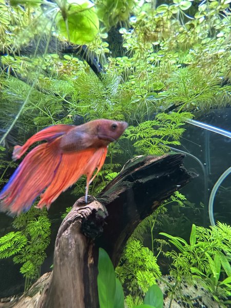 Male Red Veiltail Betta