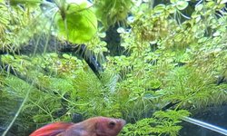 Photo 6 of Male Red Veiltail Betta