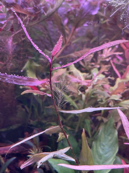 Persicaria sp. 'Sao Paulo'