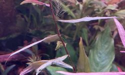 Persicaria sp. 'Sao Paulo'