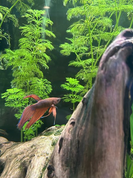 Male Red Veiltail Betta