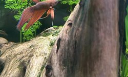 Photo 4 of Male Red Veiltail Betta
