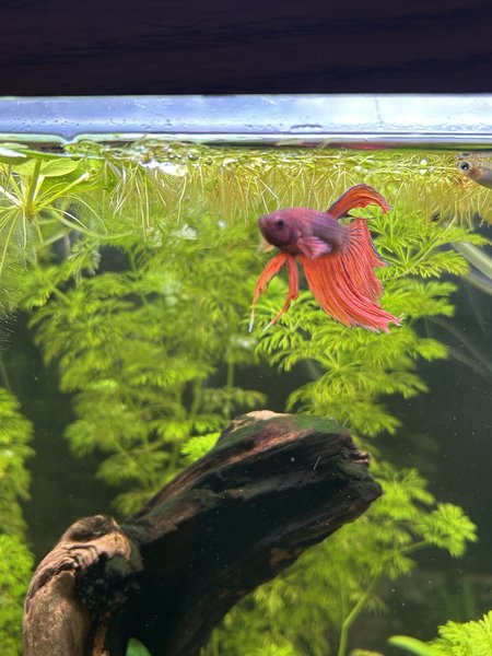 Male Red Veiltail Betta