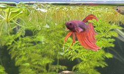 Photo 5 of Male Red Veiltail Betta