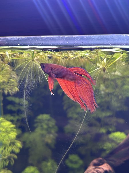 Male Red Veiltail Betta