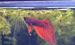Male Red Veiltail Betta