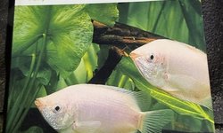 Tropical Fish - Golden Guide Paperback -