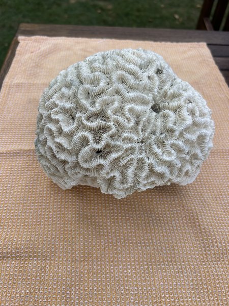 Large Natural Brain Coral Skeleton