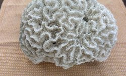 Large Natural Brain Coral Skeleton