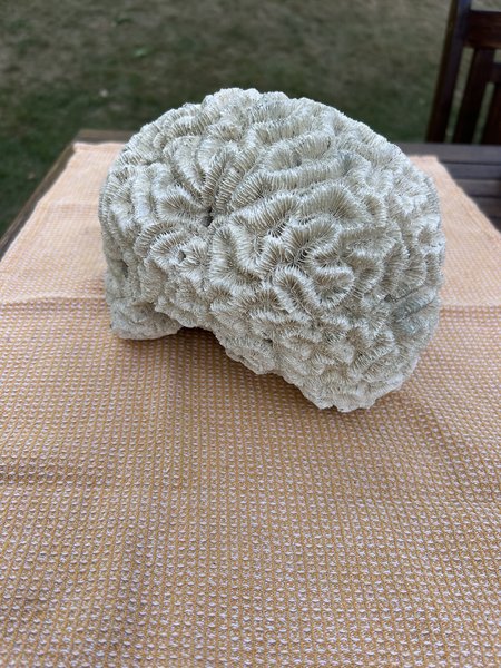 Large Natural Brain Coral Skeleton