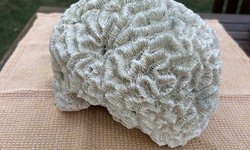 Photo 2 of Large Natural Brain Coral Skeleton