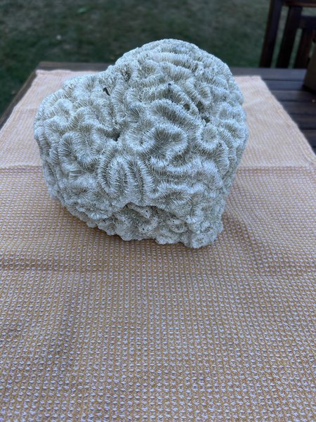 Large Natural Brain Coral Skeleton