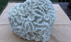 Photo 3 of Large Natural Brain Coral Skeleton