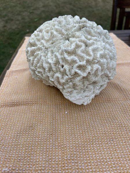 Large Natural Brain Coral Skeleton