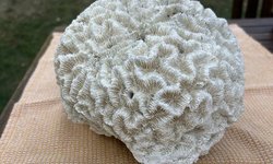 Photo 4 of Large Natural Brain Coral Skeleton