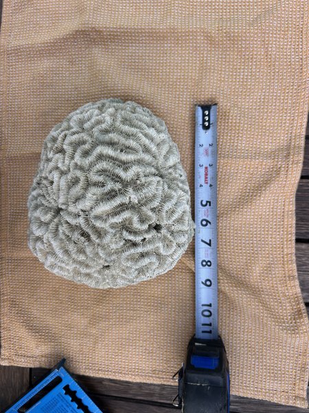 Large Natural Brain Coral Skeleton