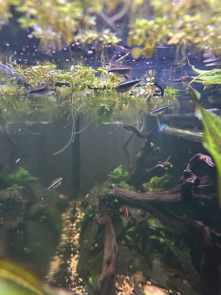 School of 11 Black Neon Tetras