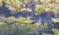 School of 11 Black Neon Tetras