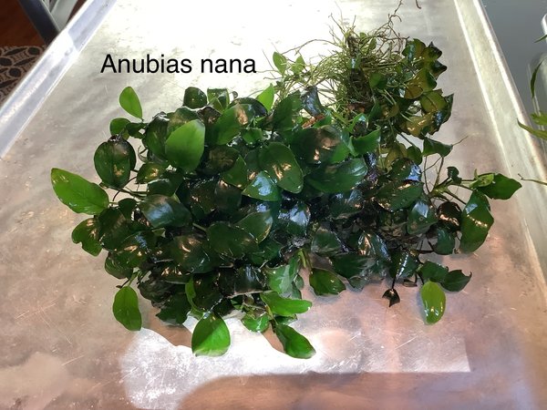 Anubias nana