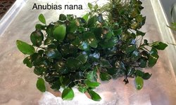 Anubias nana