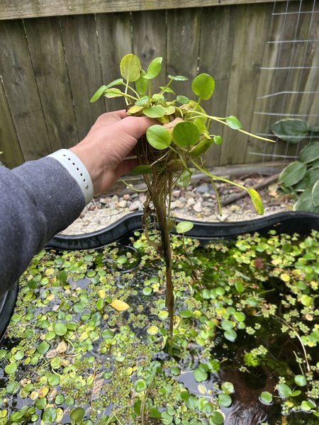 Amazon Frogbit - Large Pond-Grown lot 1