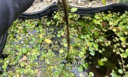 Photo 2 of Amazon Frogbit - Large Pond-Grown lot 1