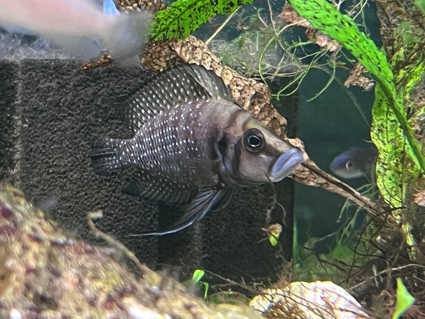 Altolamp. calvus 'Black' 'Livua' pair