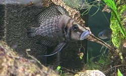 Altolamp. calvus 'Black' 'Livua' pair