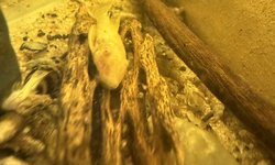 2 juvenile albino bristle nose plecos