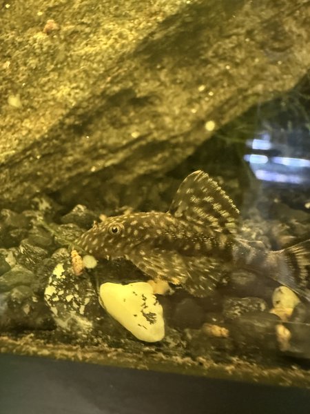 2 Medium bristle nose pleco