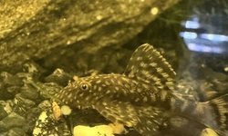 Photo 2 of 2 Medium bristle nose pleco