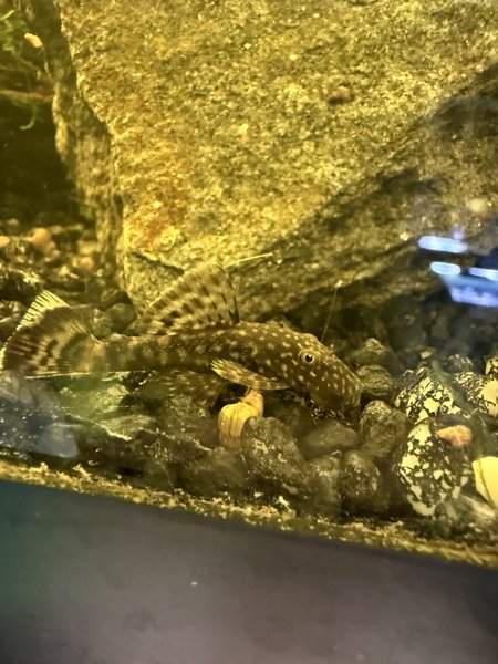2 Medium bristle nose pleco
