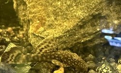 2 Medium bristle nose pleco