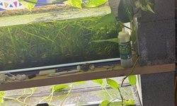 Clipping of pothus