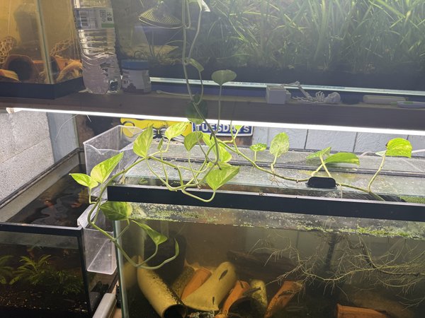 It will be a piece of this plant