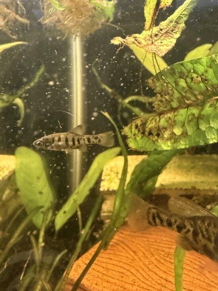 6 Xenotaenia resolanae leopard splitfin