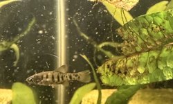 6 Xenotaenia resolanae leopard splitfin