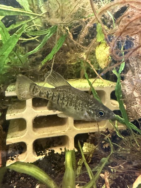 6 Xenotaenia resolanae leopard splitfin