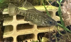Photo 2 of 6 Xenotaenia resolanae leopard splitfin