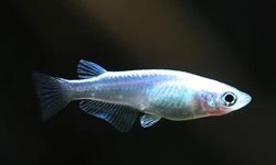 Orizias  latipes, Platinum Medaka