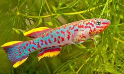Fundulopanchax gardneri 'Makurdi'
