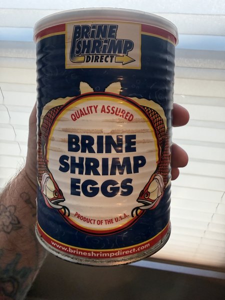 1 lbs can of brine shrimp eggs