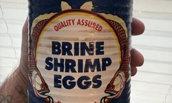 1 lbs can of brine shrimp eggs