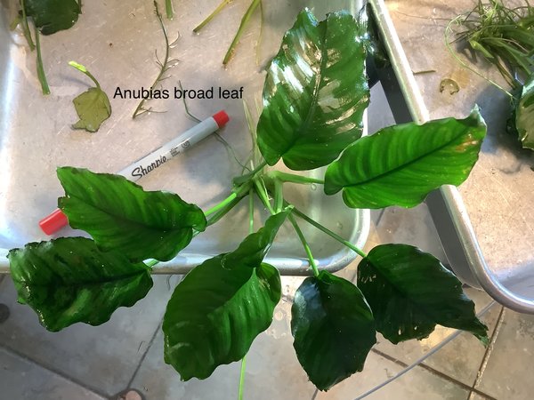 Anubias broad leaf