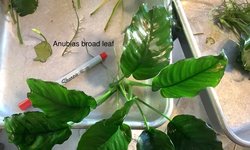 Anubias broad leaf