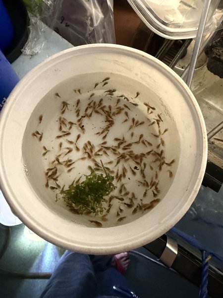 This is from 3 weeks ago. They have grown but are still smal