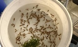 Synodontis "polli"