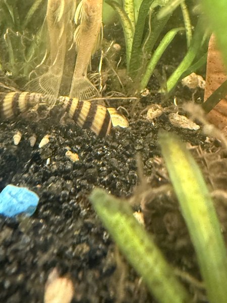 4 assassin snails